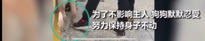 上海地铁一男子多次骚扰导盲犬，女孩制止被骂了一路