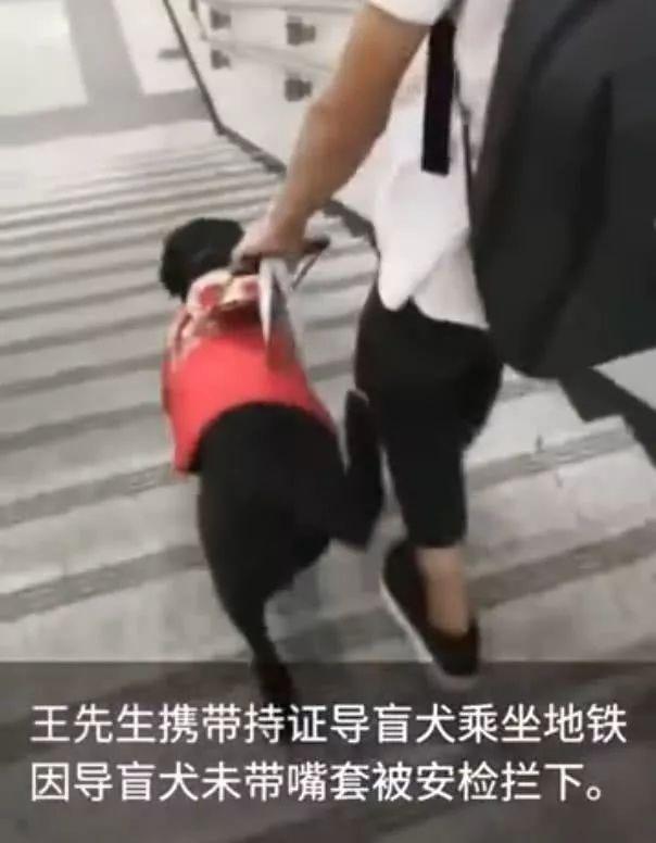 上海地铁一男子多次骚扰导盲犬，女孩制止被骂了一路