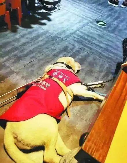 上海地铁一男子多次骚扰导盲犬，女孩制止被骂了一路