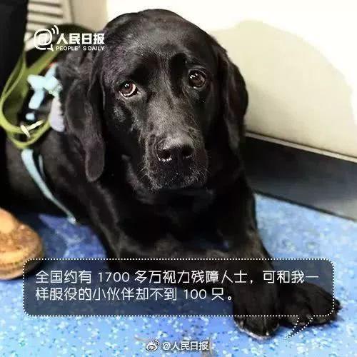 上海地铁一男子多次骚扰导盲犬，女孩制止被骂了一路