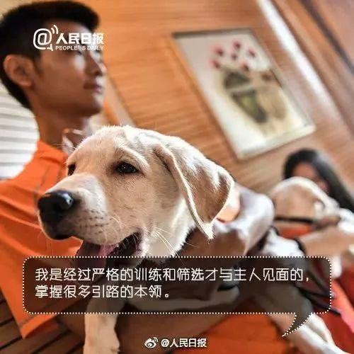上海地铁一男子多次骚扰导盲犬，女孩制止被骂了一路