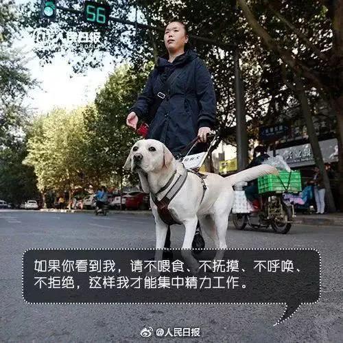 上海地铁一男子多次骚扰导盲犬，女孩制止被骂了一路