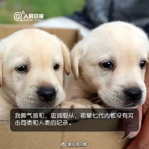 上海地铁一男子多次骚扰导盲犬，女孩制止被骂了一路