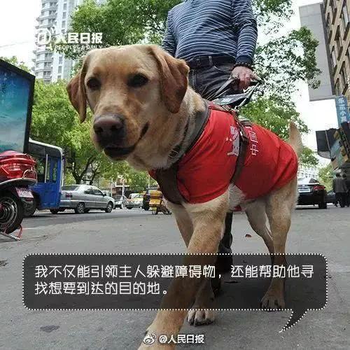 上海地铁一男子多次骚扰导盲犬，女孩制止被骂了一路