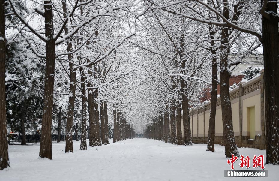 2020年北京第一场雪 市民街头拍摄雪后美景