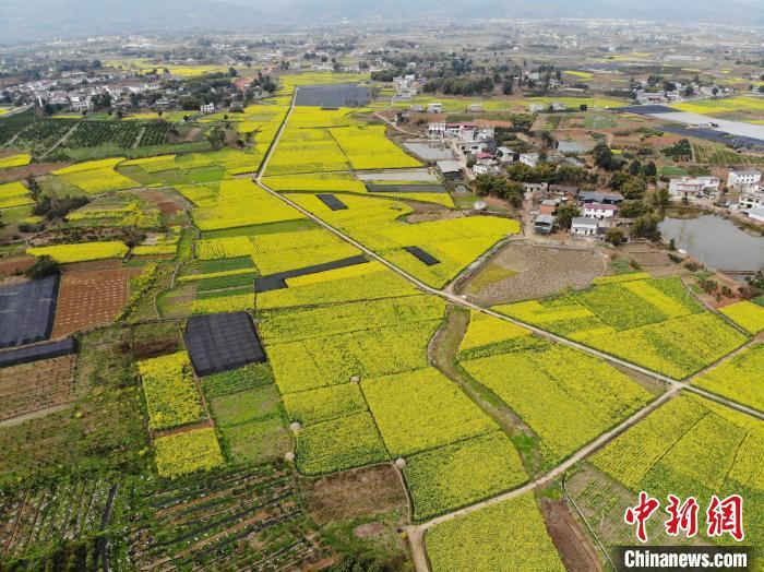 成都平原油菜花开