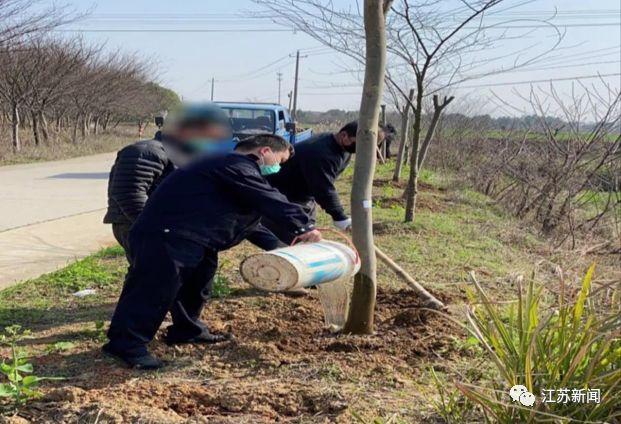 男子“蚂蚁搬家”偷拔30棵树，全种到自家地里！民警的处罚方式亮了