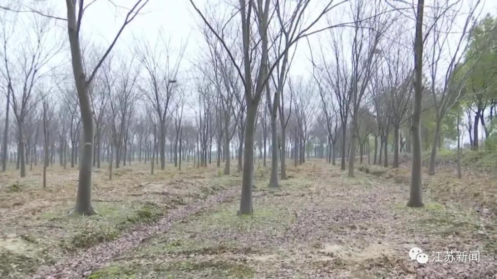 男子“蚂蚁搬家”偷拔30棵树，全种到自家地里！民警的处罚方式亮了