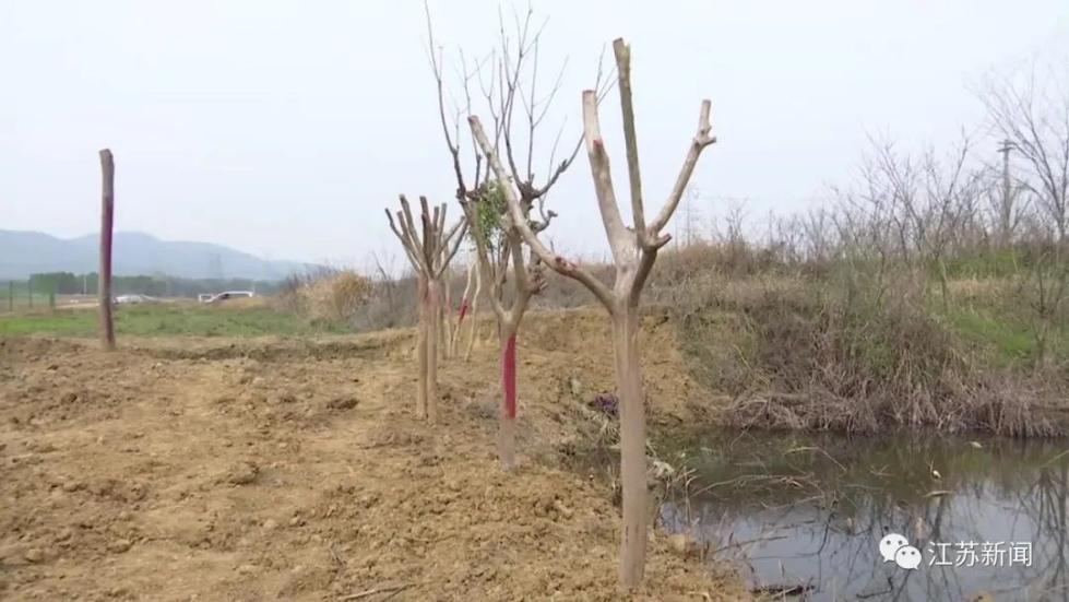 男子“蚂蚁搬家”偷拔30棵树，全种到自家地里！民警的处罚方式亮了