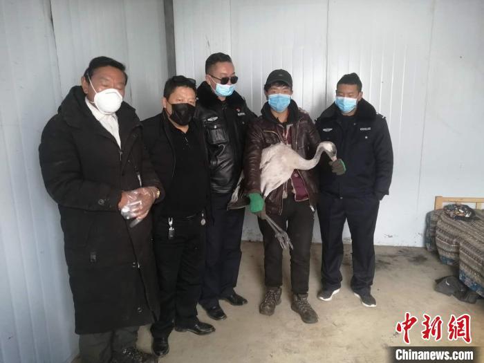 牧民在澜沧江源救助一只灰鹤 或为迷途落单