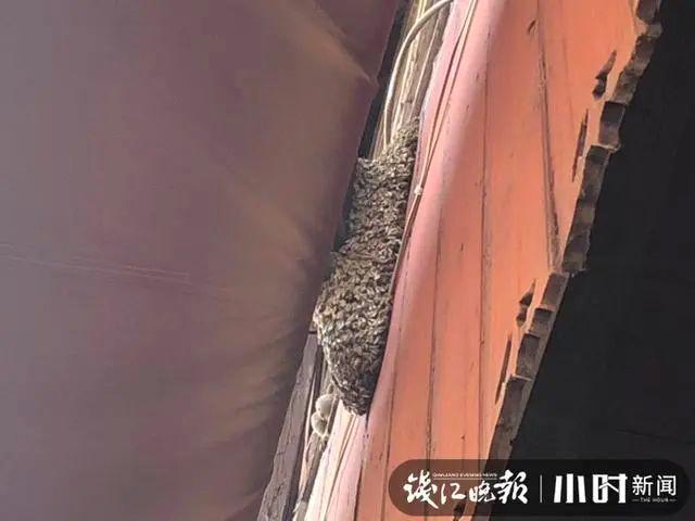 大批蜜蜂突袭杭州清河坊！漫天狂飞吓得女老板直躲：我以为是蝗虫来了