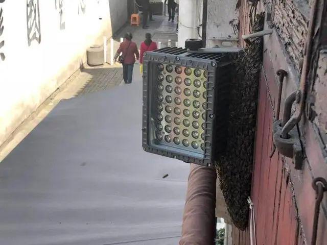 大批蜜蜂突袭杭州清河坊！漫天狂飞吓得女老板直躲：我以为是蝗虫来了