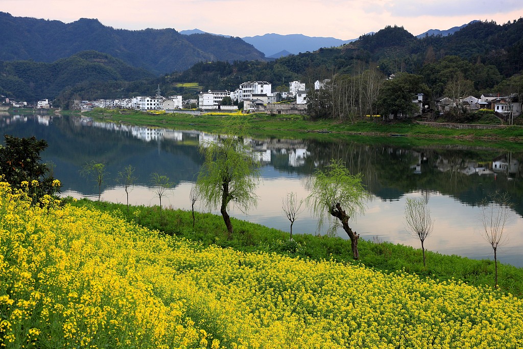 2020年3月17日,安徽黄山,新安江上游歙县段沿岸的油菜花竞相绽放.