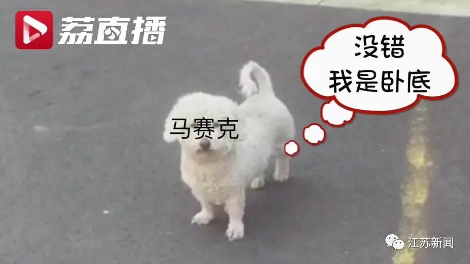 宠物狗没拴绳街头溜达，民警上门提醒狗主人，却看到这样一幕…