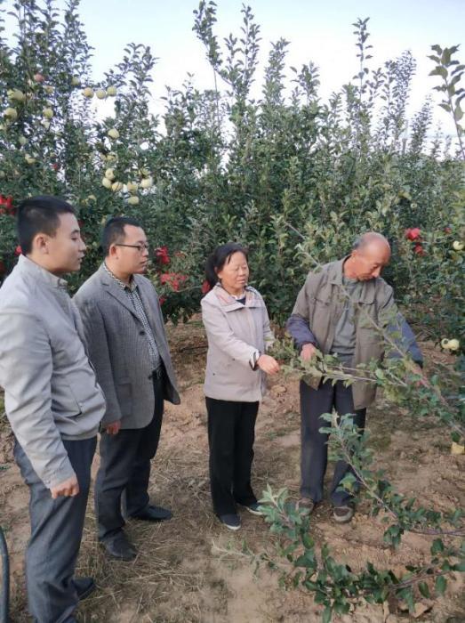 山西昔阳苹果产业带头人:带领一方果农走上"致富路"