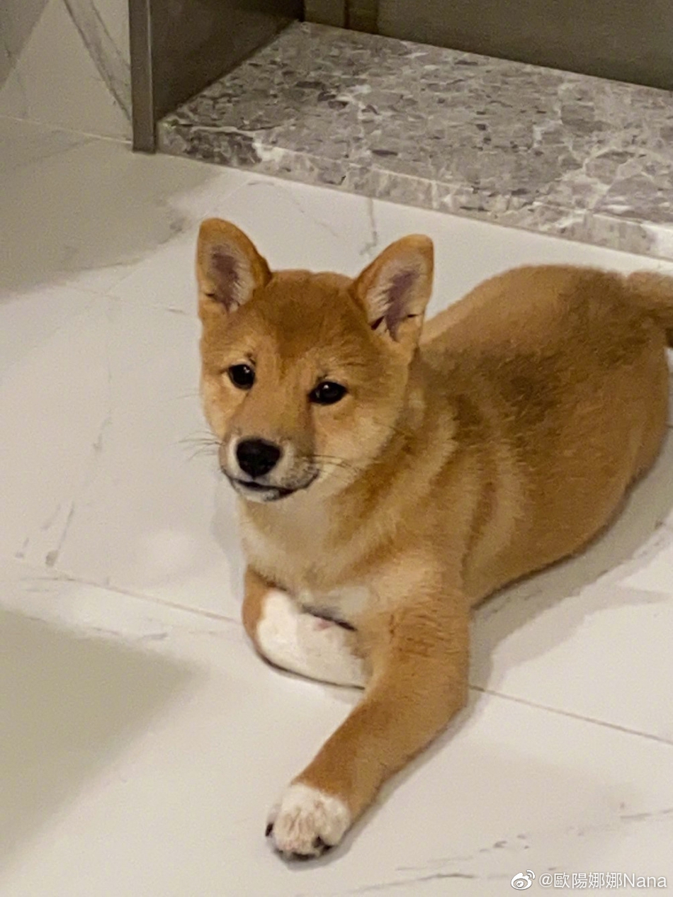 欧阳娜娜分享三月碎片 穿V领碎花上衣秀锁骨