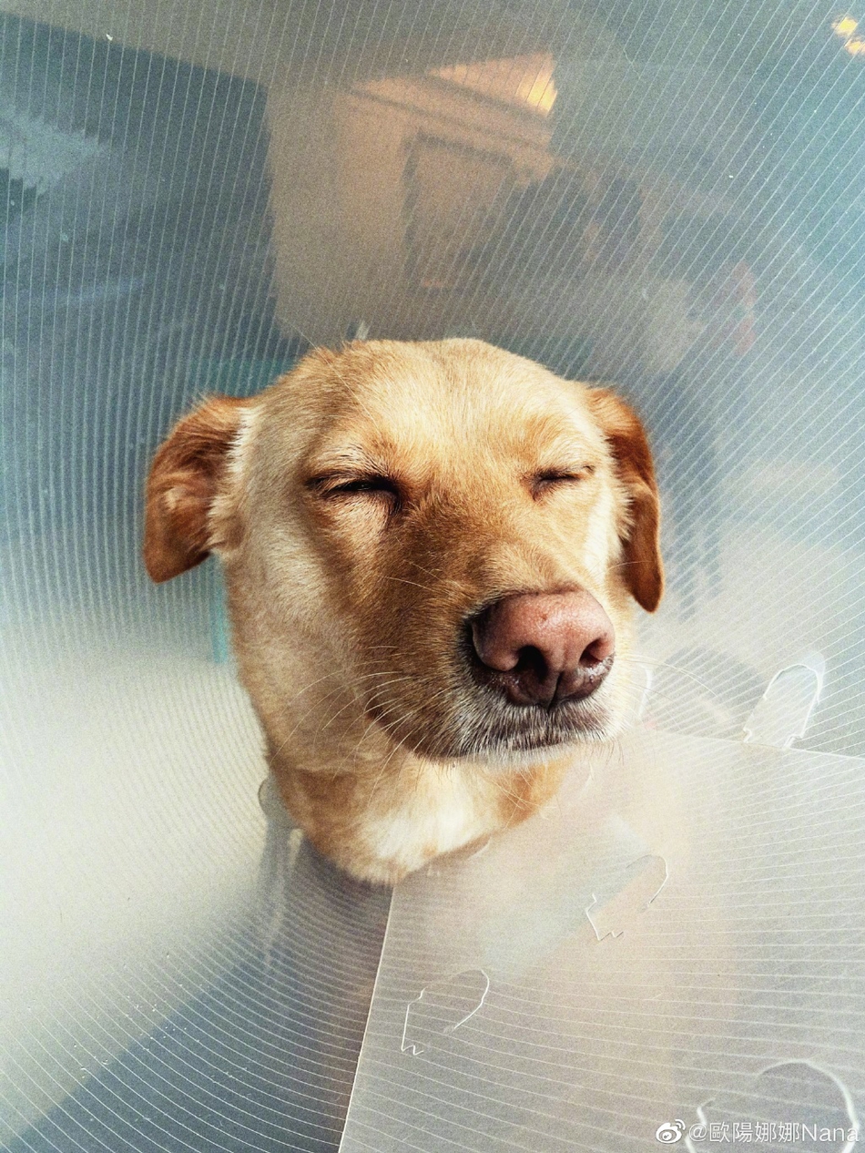 欧阳娜娜分享三月碎片 穿V领碎花上衣秀锁骨