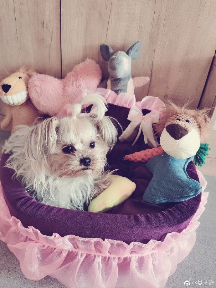 娄艺潇分享居家休闲生活 蝴蝶结泡面头嘟嘴卖萌似少女