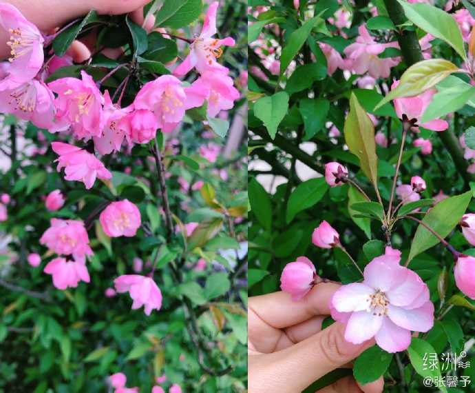 张馨予化身美丽园丁 戴草帽嗅花浅笑尽显温柔贤惠