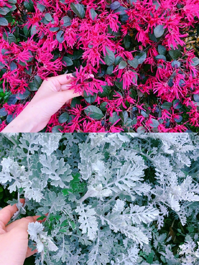 张馨予化身美丽园丁 戴草帽嗅花浅笑尽显温柔贤惠