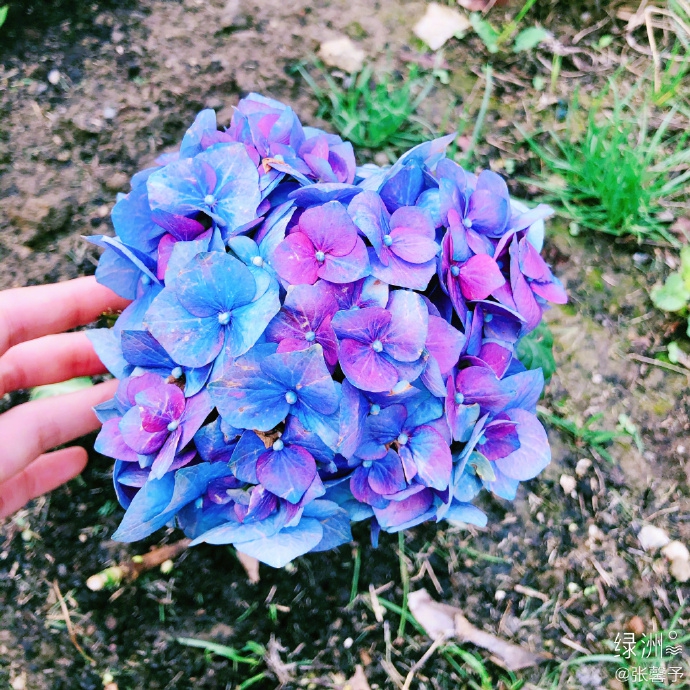 张馨予化身美丽园丁 戴草帽嗅花浅笑尽显温柔贤惠