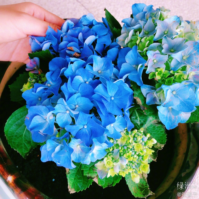 张馨予化身美丽园丁 戴草帽嗅花浅笑尽显温柔贤惠