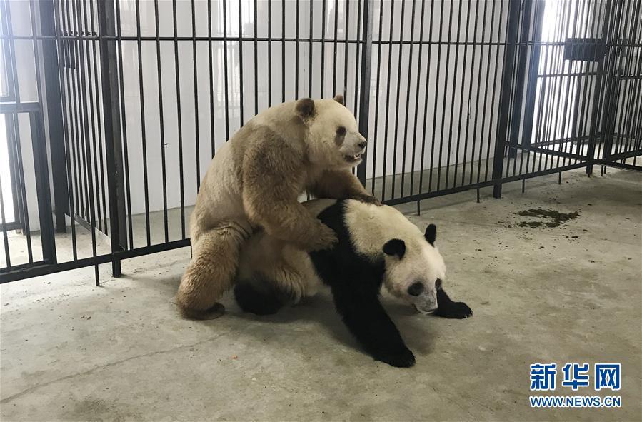 全球唯一圈养棕色大熊猫"七仔"首次成功自然交配