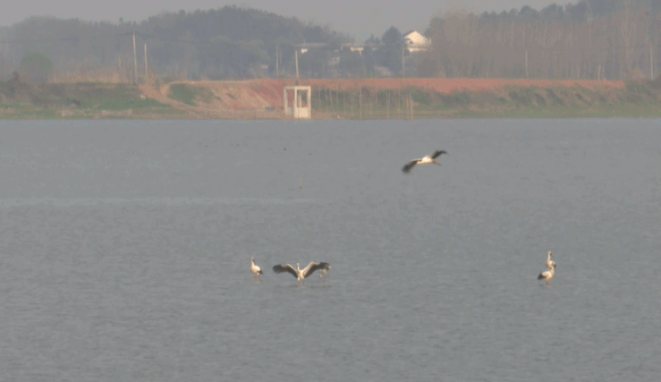 珍贵！安徽铜陵首次拍摄到东方白鹳清晰影像