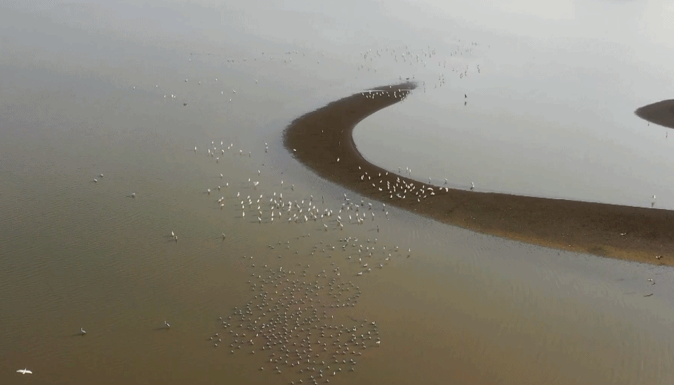 珍贵！安徽铜陵首次拍摄到东方白鹳清晰影像