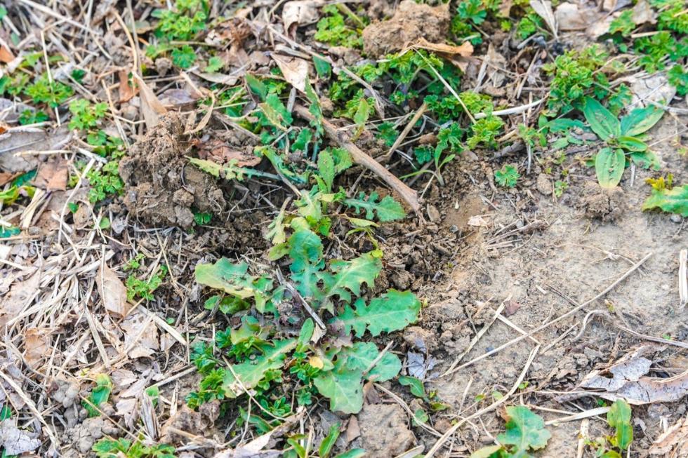 公园“挖野菜大军”又出动了，这种“掐尖儿”行为得掐住