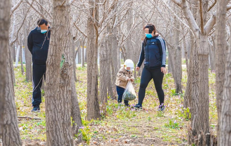 公园“挖野菜大军”又出动了，这种“掐尖儿”行为得掐住