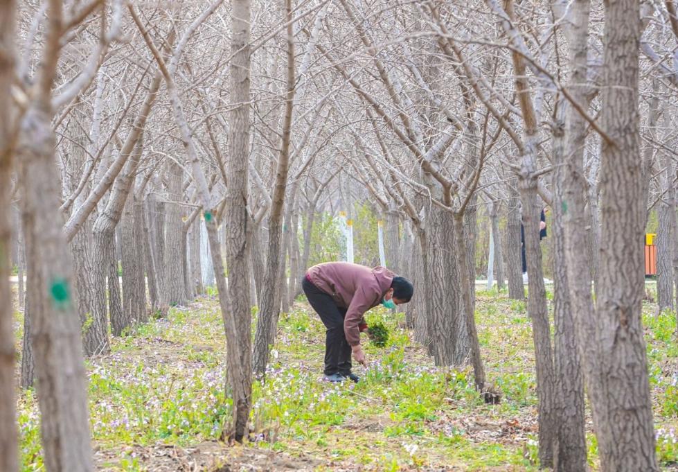 公园“挖野菜大军”又出动了，这种“掐尖儿”行为得掐住