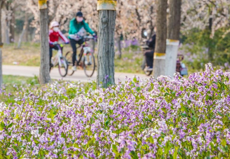 公园“挖野菜大军”又出动了，这种“掐尖儿”行为得掐住