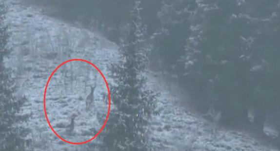 新疆伊犁出现暴雪天气 拍到雪中野生黄羊