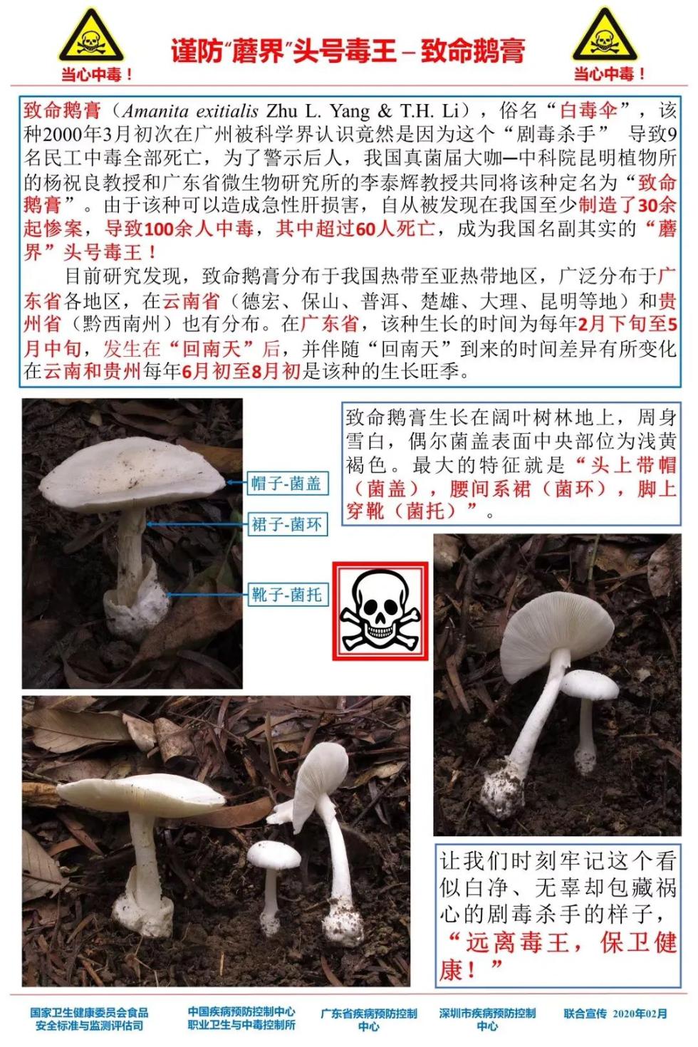 小心这种毒物！一家四口误食致肝损害，深圳多地很常见