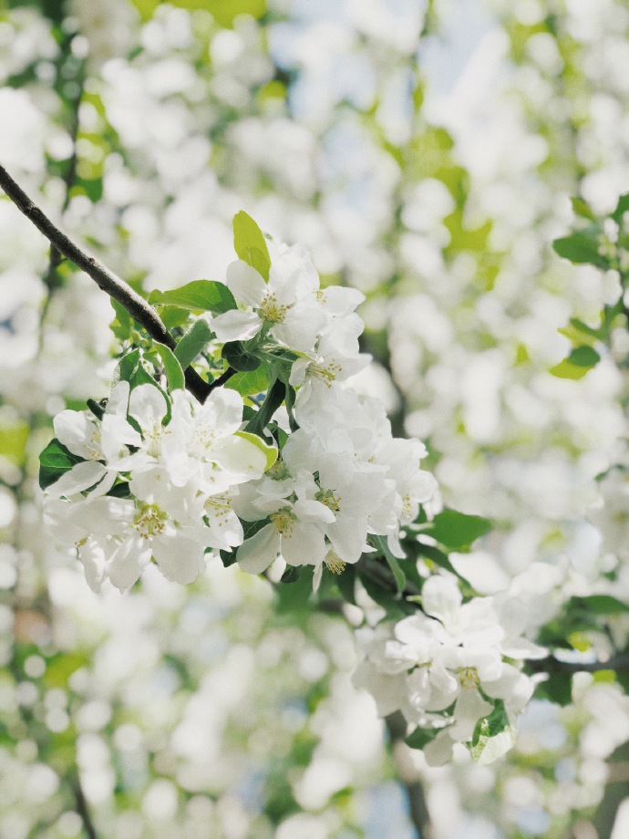 沈月出游踏青享受春天 对镜甜笑灵动可爱