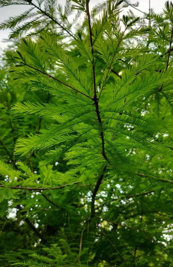 田馥甄分享踏青出游照 扎麻花辫戴墨镜装扮随意休闲
