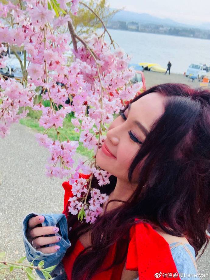 温碧霞樱花写真娇艳明媚 温柔嗅花笑容甜美少女感足