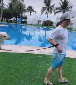 自带笑点的男人！沈腾穿裤衩踩拖鞋悠闲遛羊驼