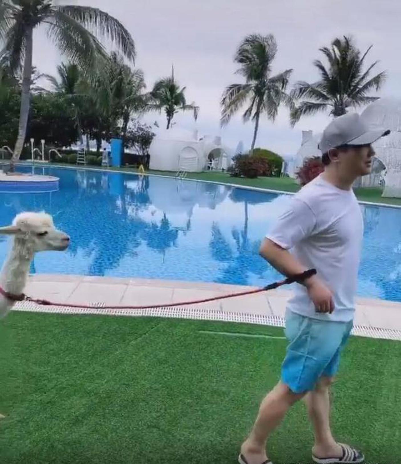 自带笑点的男人！沈腾穿裤衩踩拖鞋悠闲遛羊驼