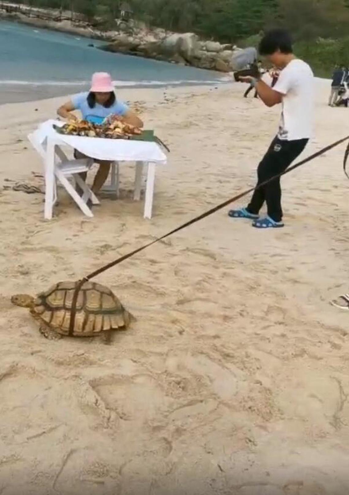 自带笑点的男人！沈腾穿裤衩踩拖鞋悠闲遛羊驼