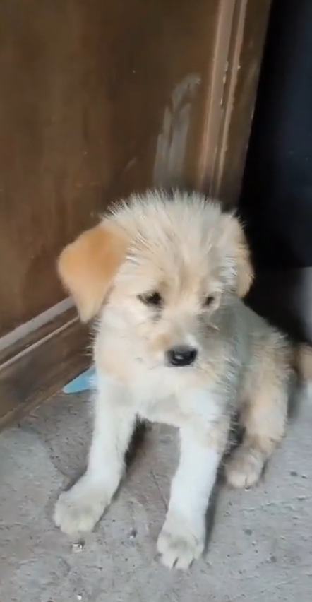 新朋友！杨紫晒剧组的小狗 大呼可爱想带回家