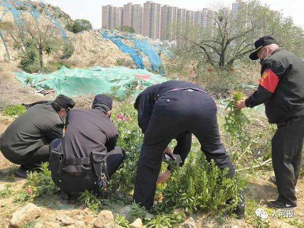 郑州贾鲁河景观廊道边，竟种了一片罂粟，谁干的？