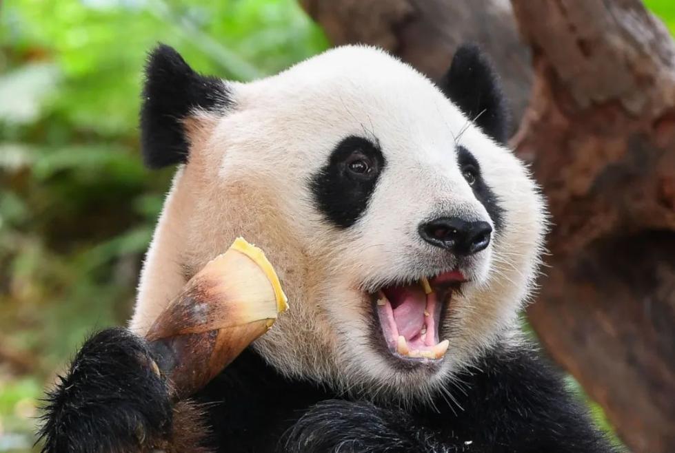 熊熊熊熊熊熊熊熊熊熊猫出没！