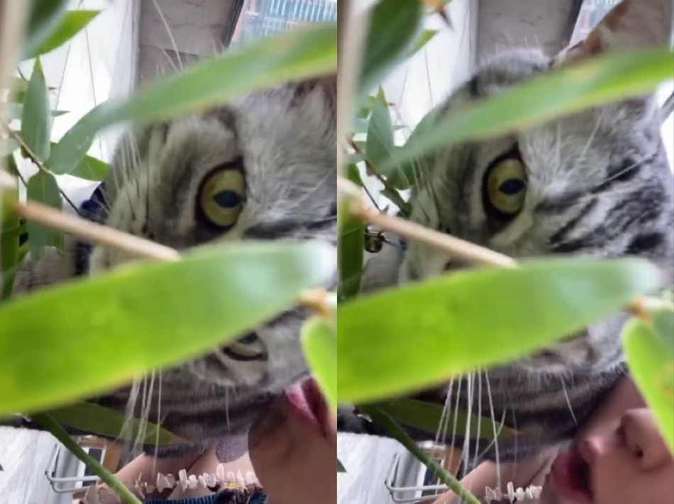 窦靖童宅家逗猫可爱俏皮 罕见穿吊带出镜肩膀胎记醒目