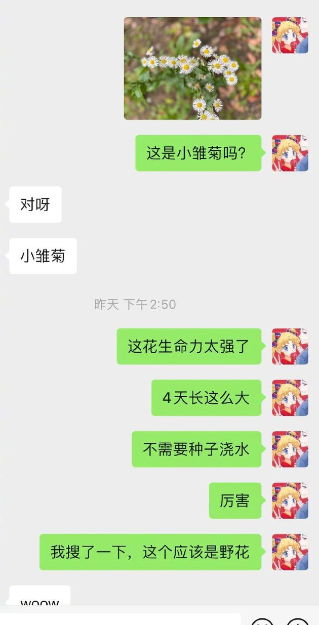 生活博主开课！baby在线科普小雏菊和野花的区别