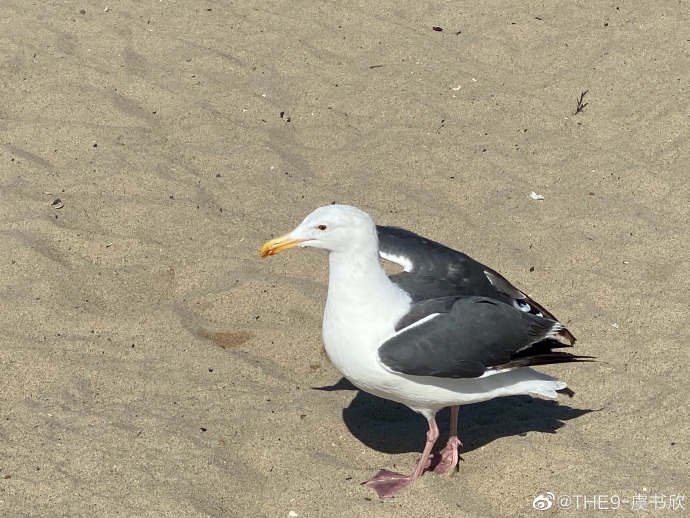 虞书欣晒库存美照送福利 或甜美或优雅风格多变