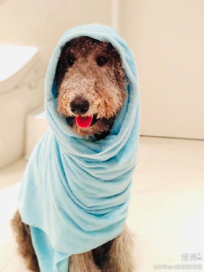 陈伟霆晒宠物萌照 与爱犬撞同款"出浴"造型搞怪逗趣