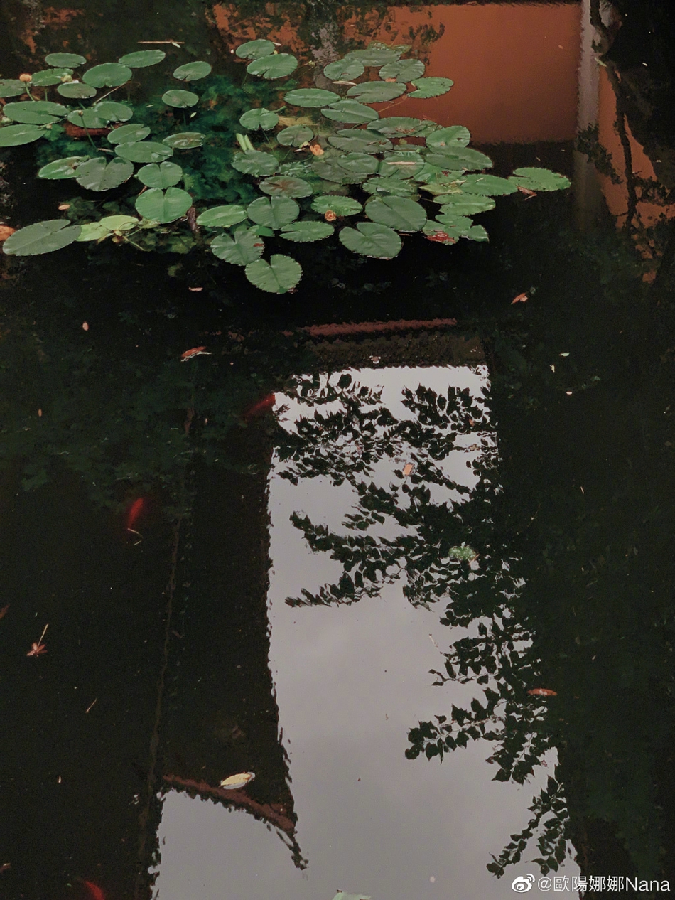 欧阳娜娜一身简约装扮漫步庭院 捕捉自然美景显文艺知性