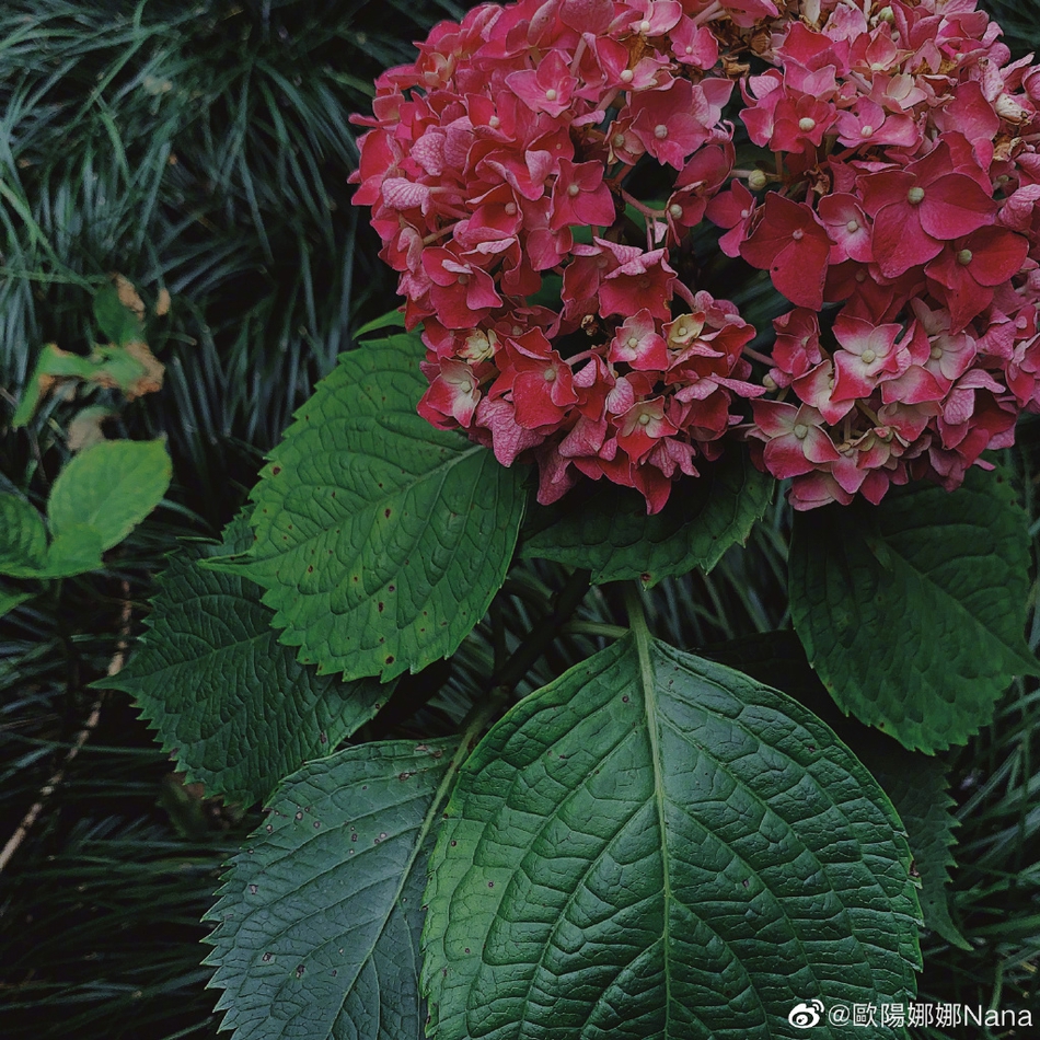 欧阳娜娜一身简约装扮漫步庭院 捕捉自然美景显文艺知性